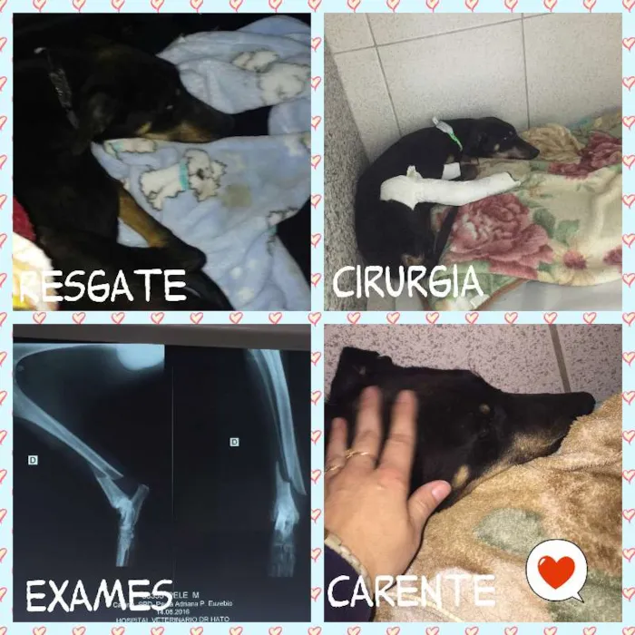 Cachorro ra a SRD idade 3 anos nome PELÉ