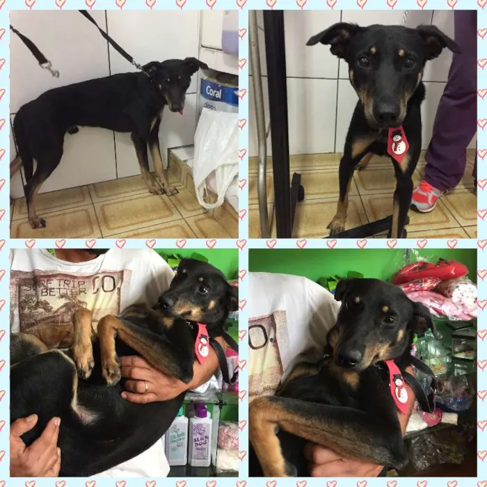 Cachorro ra a SRD idade 3 anos nome PELÉ