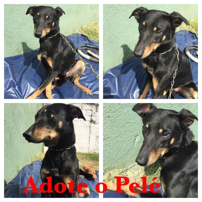 Cachorro ra a SRD idade 3 anos nome PELÉ