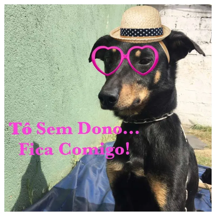 Cachorro ra a SRD idade 3 anos nome PELÉ