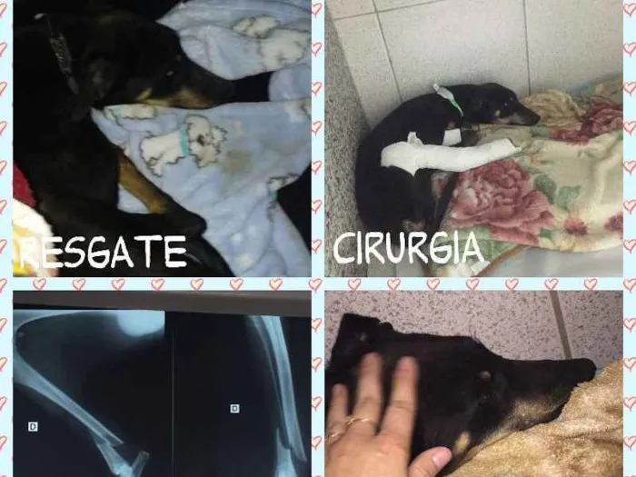 Cachorro ra a SRD idade 3 anos nome PELÉ