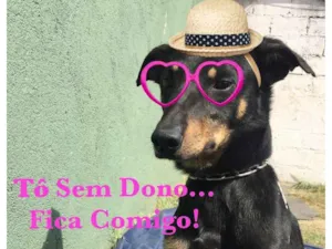 Cachorro raça SRD idade 3 anos nome PELÉ