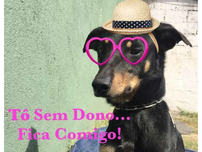 Cachorro ra a SRD idade 3 anos nome PELÉ