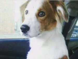 Cachorro raça sem raça idade 1 ano nome Sansão
