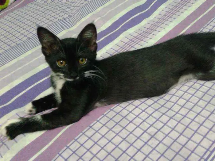 Gato ra a  idade 2 a 6 meses nome perla