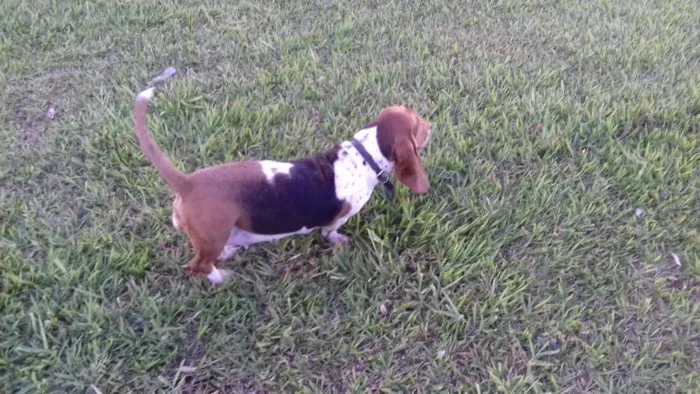 Cachorro ra a Baasset Hound idade 4 anos nome Flor