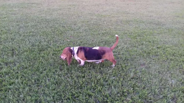 Cachorro ra a Baasset Hound idade 4 anos nome Flor