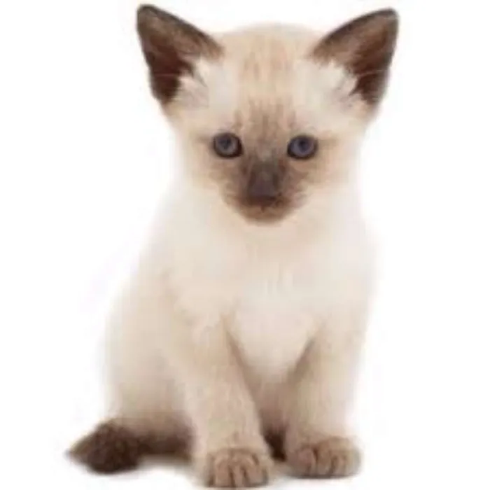 Gato raça mestiço idade Abaixo de 2 meses nome sonia