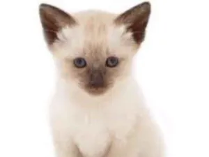 Gato raça mestiço idade Abaixo de 2 meses nome sonia