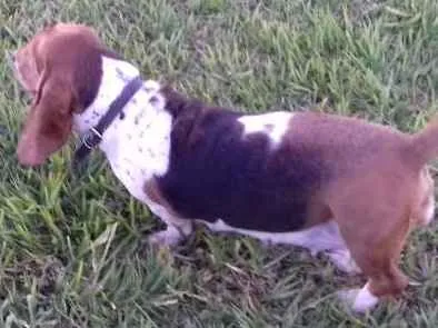 Cachorro ra a Baasset Hound idade 4 anos nome Flor