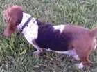 Cachorro raça Baasset Hound idade 4 anos nome Flor