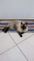 João