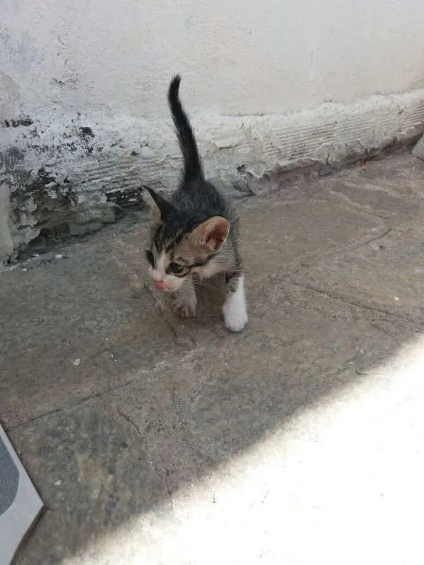 Gato ra a mista idade Abaixo de 2 meses nome sem nome