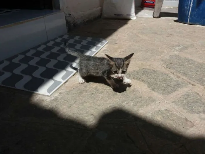 Gato ra a mista idade Abaixo de 2 meses nome sem nome