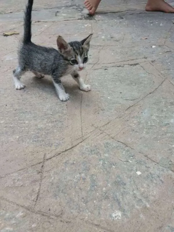 Gato ra a mista idade Abaixo de 2 meses nome sem nome