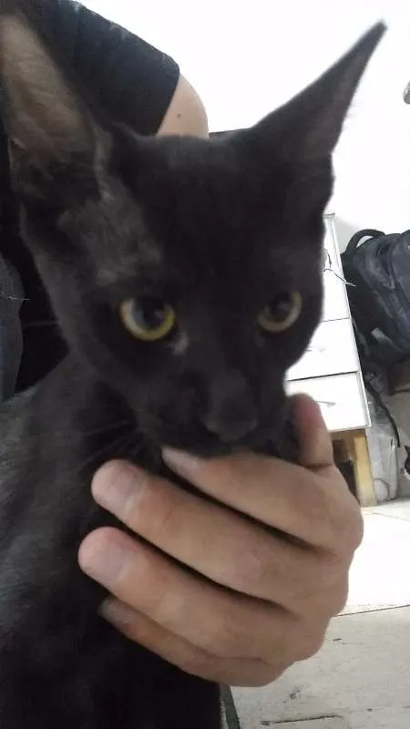 Gato ra a Sem Raça idade 2 a 6 meses nome Sem Nome
