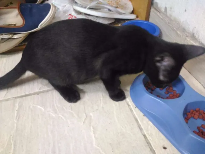 Gato ra a Sem Raça idade 2 a 6 meses nome Sem Nome