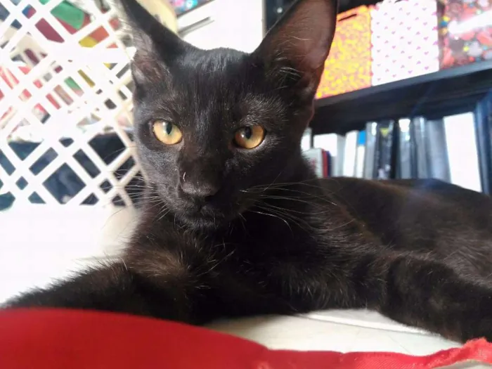 Gato ra a Sem Raça idade 2 a 6 meses nome Sem Nome