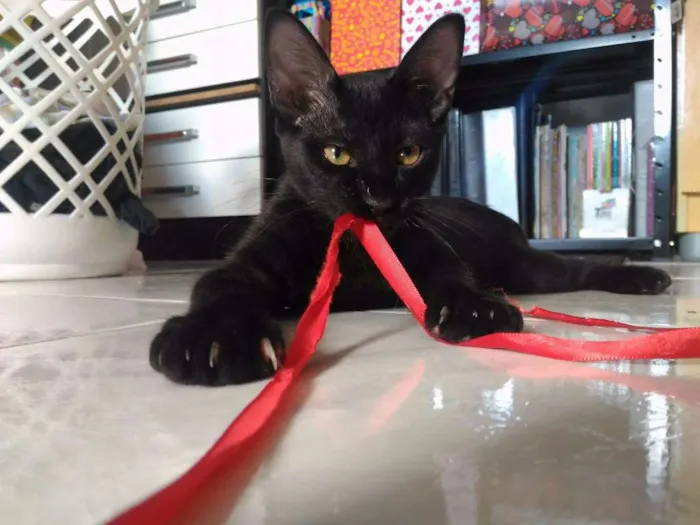Gato ra a Sem Raça idade 2 a 6 meses nome Sem Nome