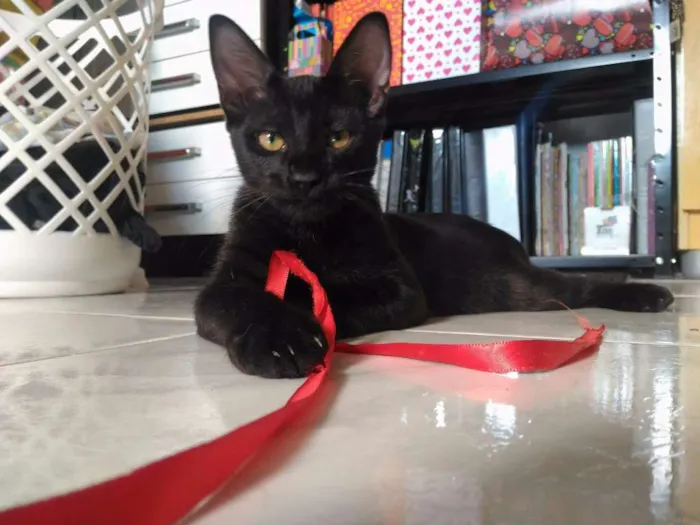 Gato ra a Sem Raça idade 2 a 6 meses nome Sem Nome