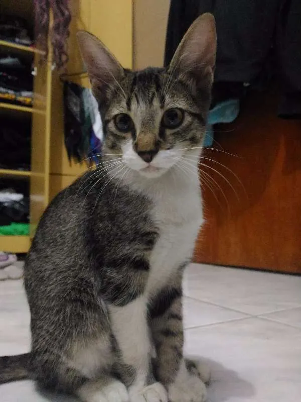 Gato ra a Sem Raça idade 2 a 6 meses nome Sem Nome