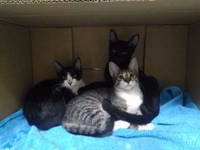 Gato ra a Sem Raça idade 2 a 6 meses nome Sem Nome