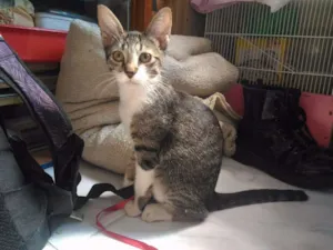 Gato raça Sem Raça idade 2 a 6 meses nome Sem Nome