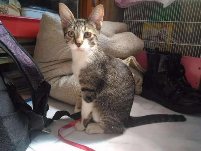 Gato ra a Sem Raça idade 2 a 6 meses nome Sem Nome