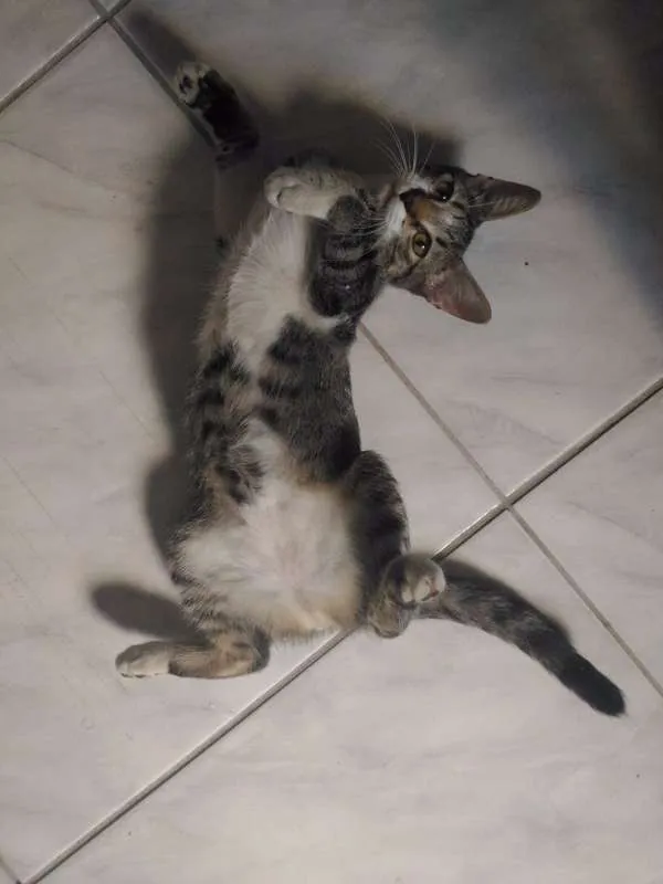 Gato ra a Sem Raça idade 2 a 6 meses nome Sem Nome