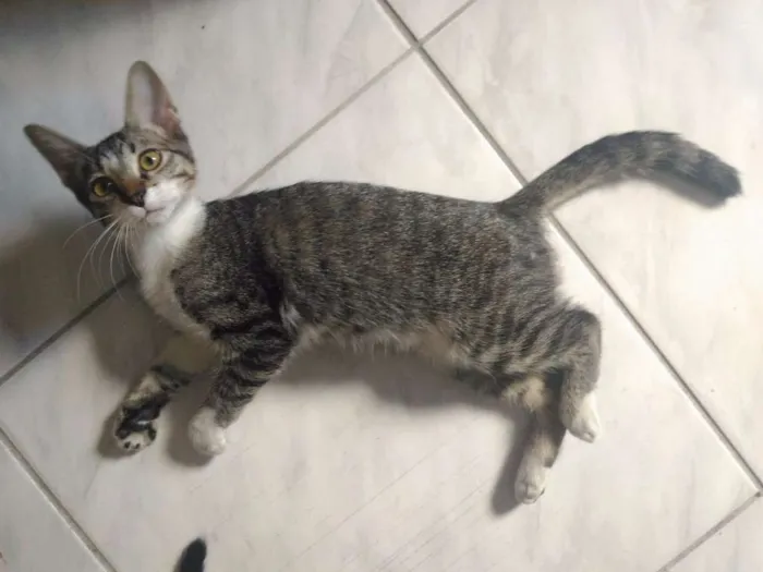 Gato ra a Sem Raça idade 2 a 6 meses nome Sem Nome