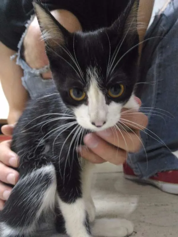 Gato ra a Sem Raça idade 2 a 6 meses nome Sem Nome