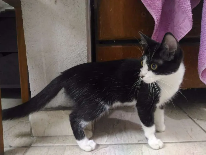 Gato ra a Sem Raça idade 2 a 6 meses nome Sem Nome