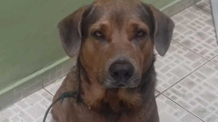 Cachorro raça Labrador/Pitibul idade 3 anos nome SONECA