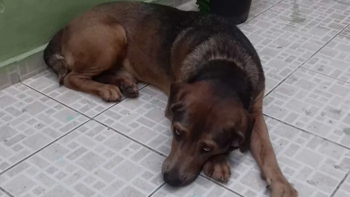 Cachorro raça Labrador/Pitibul idade 3 anos nome SONECA