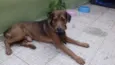 SONECA