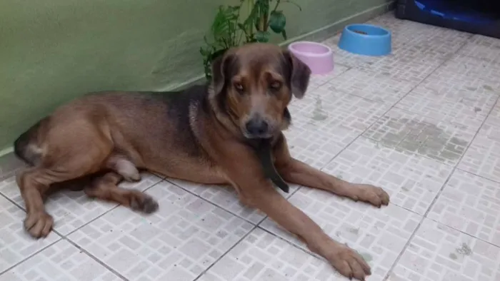 Cachorro raça Labrador/Pitibul idade 3 anos nome SONECA