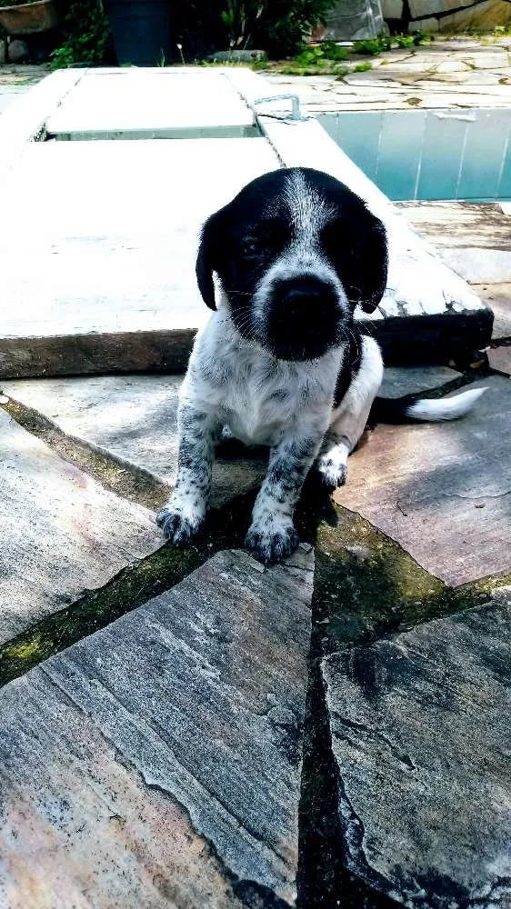 Cachorro raça  idade Abaixo de 2 meses nome Sem nome