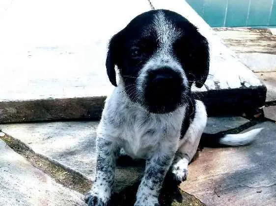 Cachorro raça  idade Abaixo de 2 meses nome Sem nome