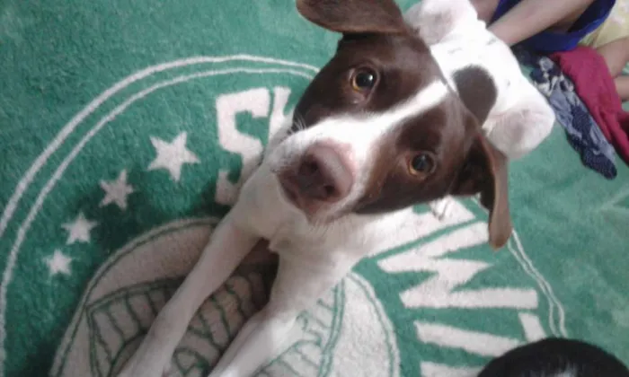 Cachorro ra a Vira lata idade 2 anos nome Bily