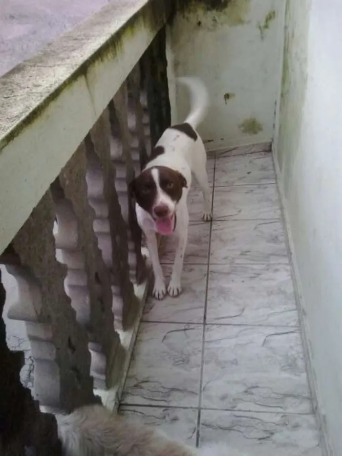Cachorro ra a Vira lata idade 2 anos nome Bily