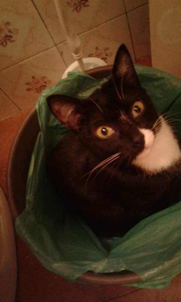 Gato ra a Vira lata idade 2 anos nome Menina