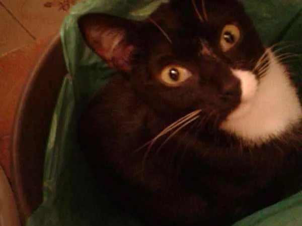 Gato ra a Vira lata idade 2 anos nome Menina