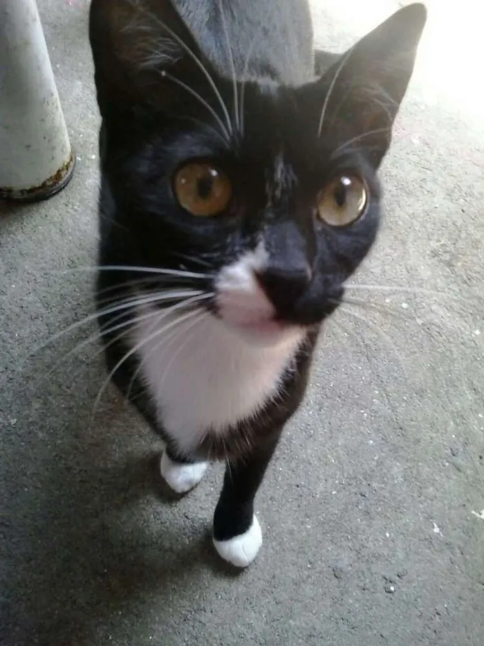 Gato ra a Vira lata idade 2 anos nome Menina