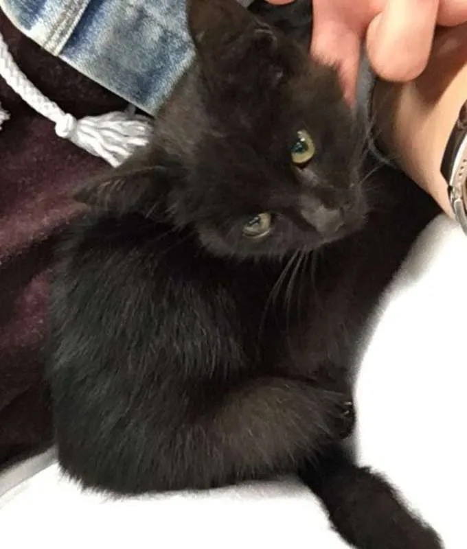 Gato ra a SRD idade Abaixo de 2 meses nome filhotes 