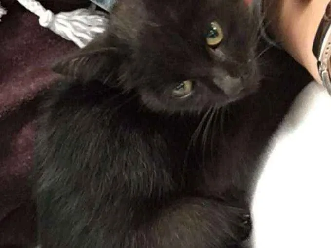 Gato ra a SRD idade Abaixo de 2 meses nome filhotes 