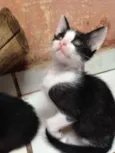 Pinki