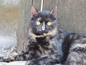 Gato raça SRD idade 7 a 11 meses nome SUNNY