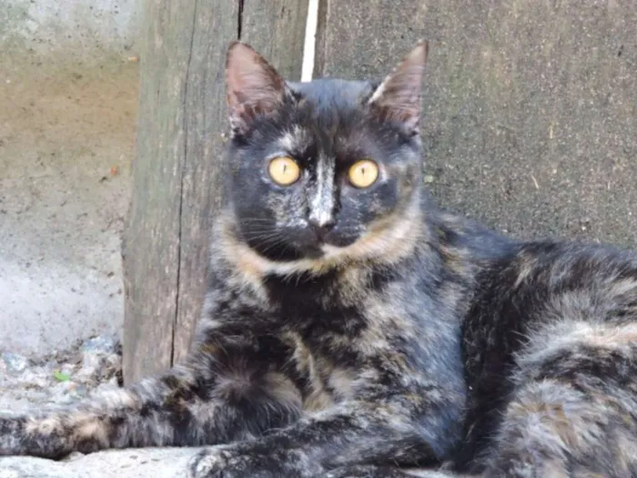 Gato ra a SRD idade 7 a 11 meses nome SUNNY