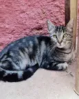TIGARA
