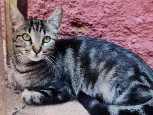 Gato ra a SRD idade 7 a 11 meses nome TIGARA